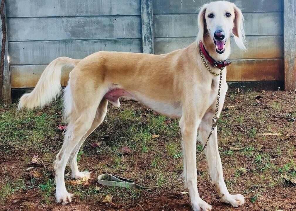 #70. Saluki